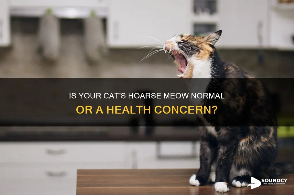 should a cat sound hoarse