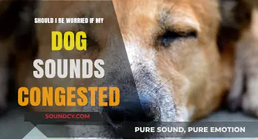 Is Your Dog's Congestion a Concern? Expert Advice for Pet Owners
