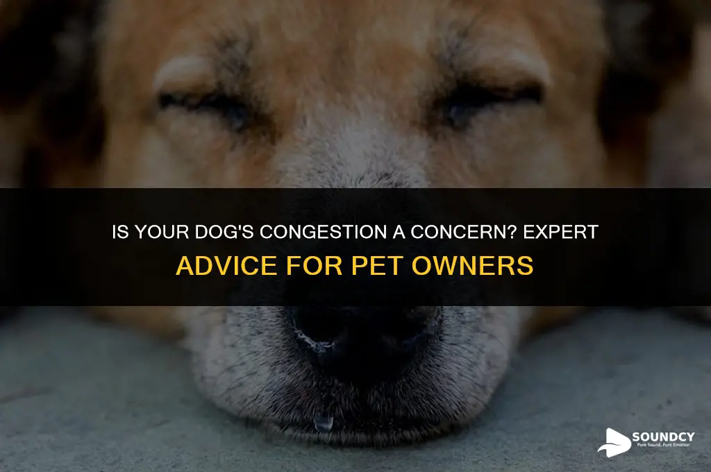 should i be worried if my dog sounds congested