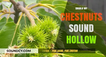 Should Chestnuts Sound Hollow? Understanding Ripe vs. Rotten Nuts
