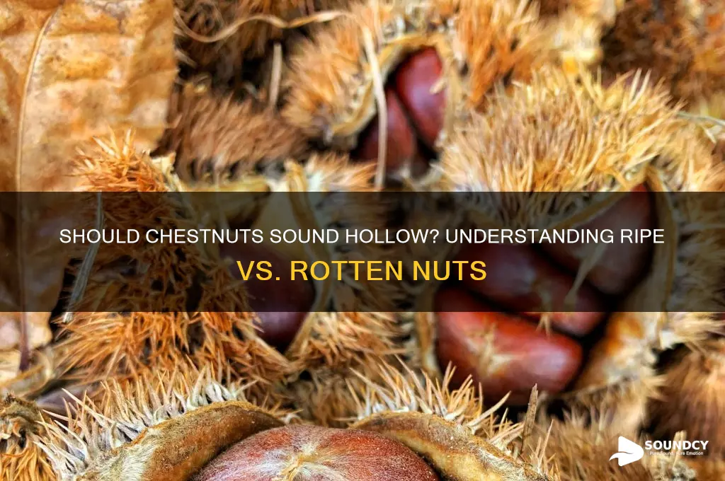 should my chestnuts sound hollow