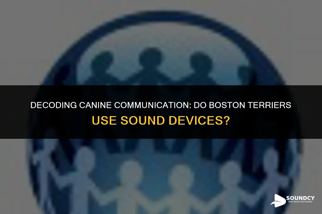 was there any sound devices in a boston terrier
