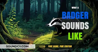Unveiling the Mysterious Vocalizations of Badgers: What Do They Sound Like?