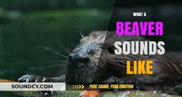 Discover the Surprising Sounds of Beavers in Their Natural Habitat