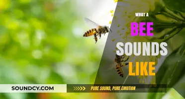 Buzzing Wonders: Unveiling the Unique Sounds of a Bee's World