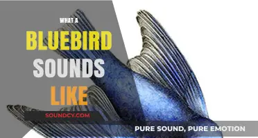 Discover the Enchanting Melodies: What a Bluebird Sounds Like