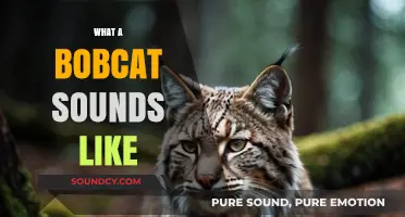 Unveiling the Mysterious and Haunting Sounds of a Bobcat's Call