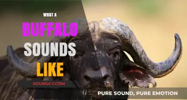 Unveiling the Unique Vocalizations: What Does a Buffalo Sound Like?