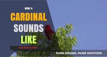 Discover the Unique and Enchanting Sounds of a Cardinal's Song