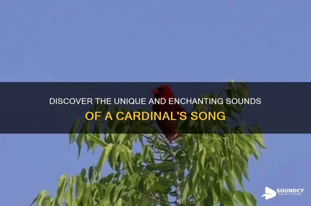 what a cardinal sounds like