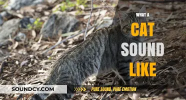 Decoding the Unique Sounds: What Does a Cat Really Sound Like?