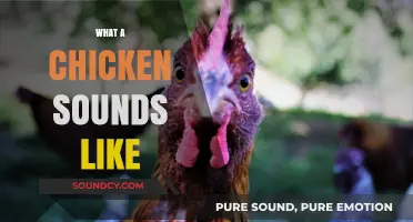 Clucks, Chirps, and More: Decoding the Unique Sounds of Chickens