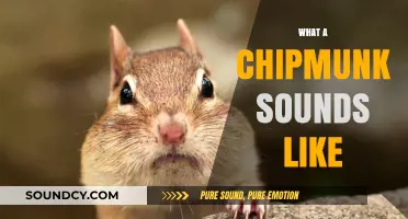 Discover the Unique Chirps and Calls of Chipmunks in Nature
