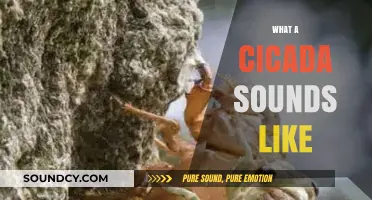 Unveiling the Buzz: What a Cicada Sounds Like in Nature