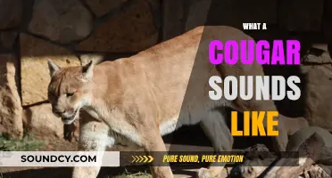 Unveiling the Mysterious Calls: What a Cougar Sounds Like in the Wild