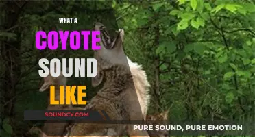 Unveiling the Eerie Howls: What Does a Coyote Sound Like?