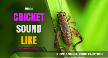 Decoding the Unique Chirping: What Does a Cricket Sound Like?