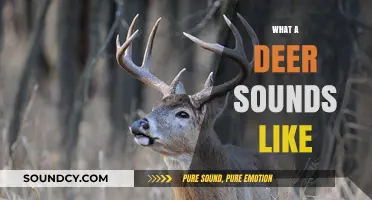 Unveiling the Unique Vocalizations: What Does a Deer Sound Like?