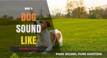 Understanding the Unique Sounds Dogs Make: Barks, Whines, and More
