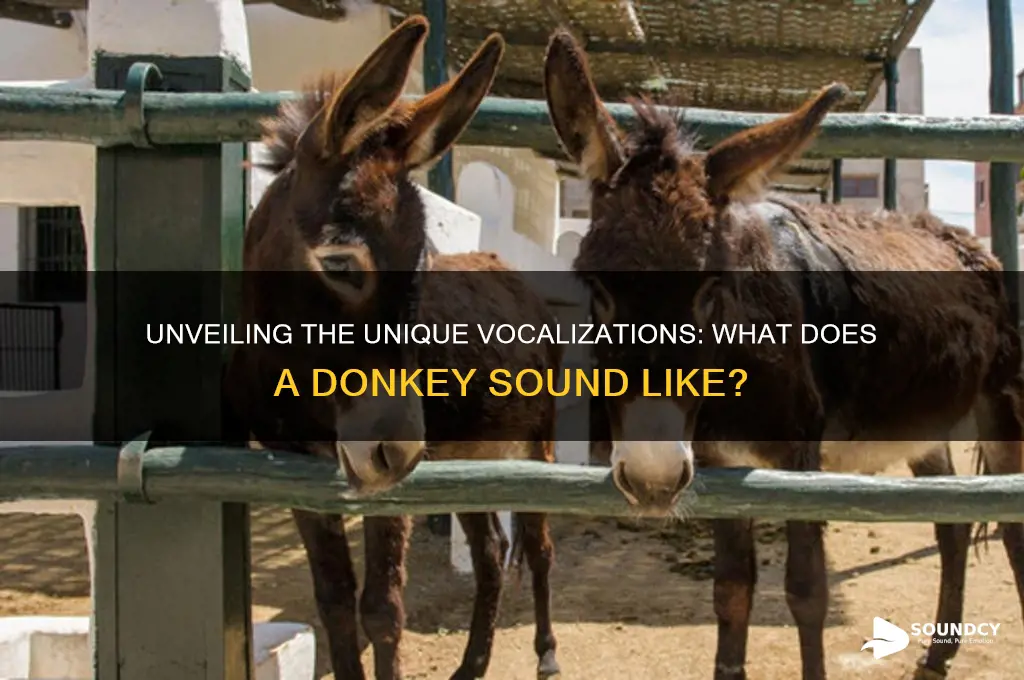 what a donkey sounds like