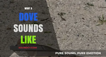 Discover the Soothing and Gentle Sounds of a Dove's Coo