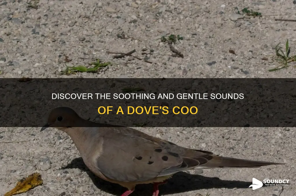 what a dove sounds like