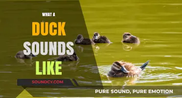 Quack Quest: Exploring the Unique Sounds of Ducks in Nature