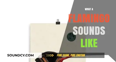 Unveiling the Unique Vocalizations: What Does a Flamingo Sound Like?