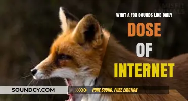 Decoding the Daily Dose: What Does a Fox Sound Like Online?
