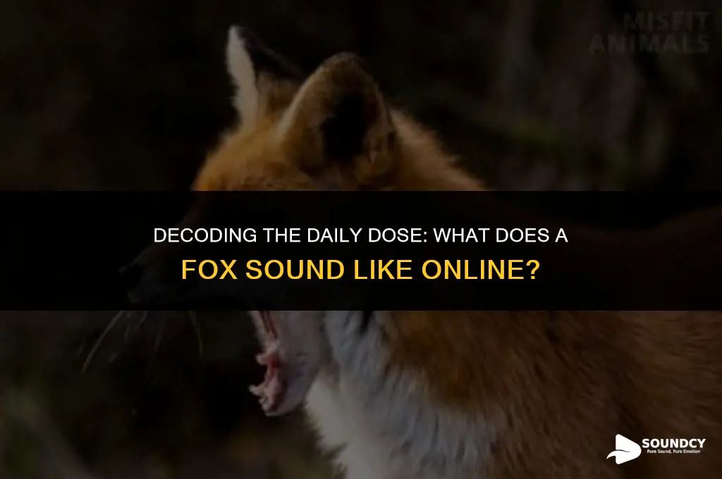 what a fox sounds like daily dose of internet