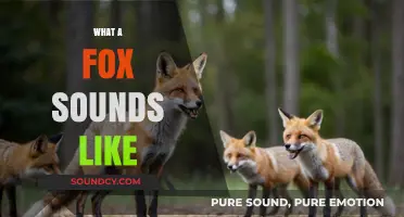 Unveiling the Mysterious Vocalizations: What Does a Fox Sound Like?
