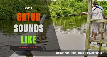 Unveiling the Mysterious Roar: What Does a Gator Sound Like?