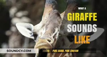 Unveiling the Unique Vocalizations: What Does a Giraffe Sound Like?