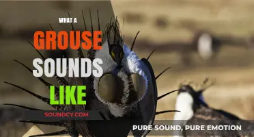 Discover the Unique Calls and Sounds of a Grouse in Nature