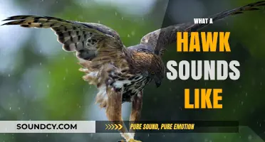 Discover the Distinctive Calls and Sounds of Hawks in Nature