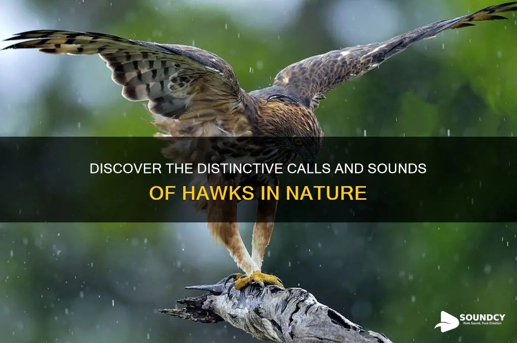 what a hawk sounds like