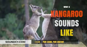 Unveiling the Unique Vocalizations: What Does a Kangaroo Sound Like?