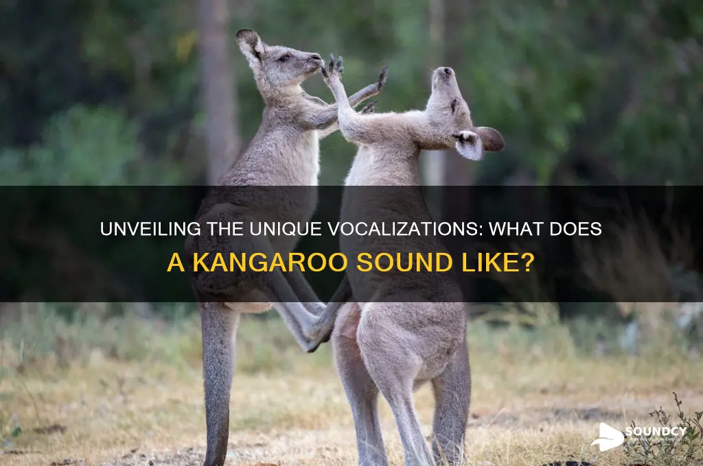 what a kangaroo sounds like