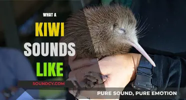 Discover the Unique Nocturnal Call of New Zealand's Kiwi Bird