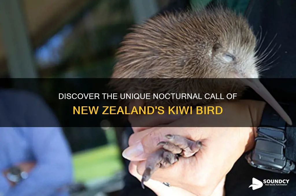 what a kiwi sounds like