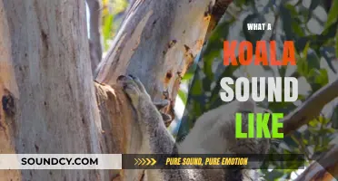 Unveiling the Unique Grunts and Calls of Koalas in the Wild