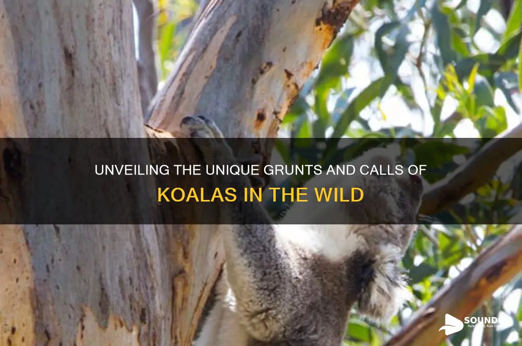 what a koala sound like