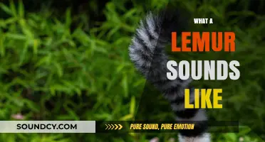 Unveiling the Unique Vocalizations: What Does a Lemur Sound Like?