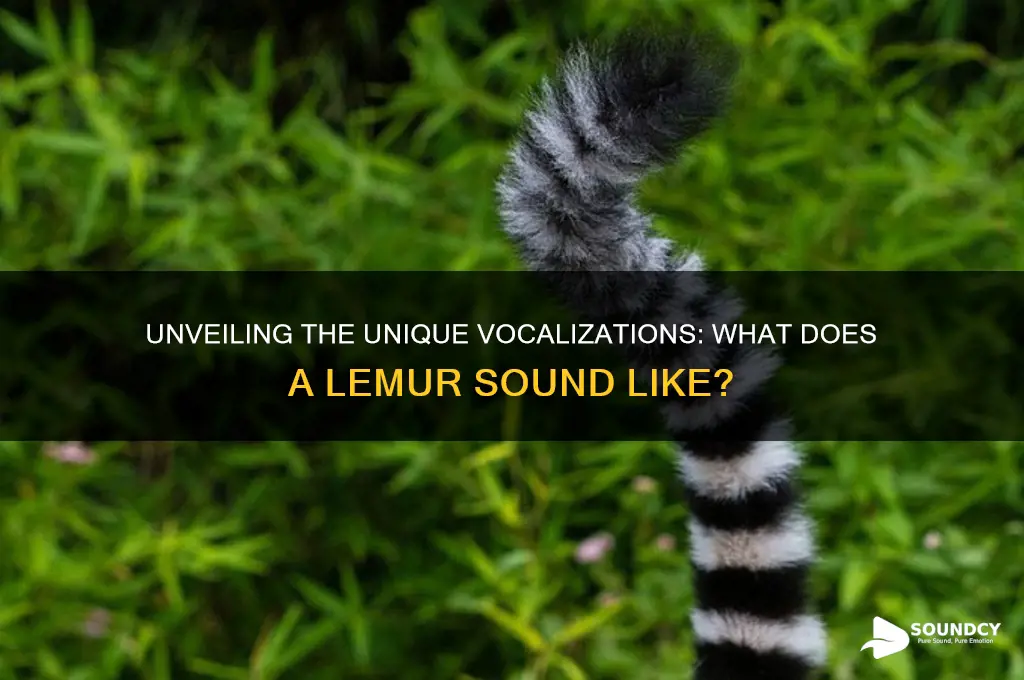 what a lemur sounds like