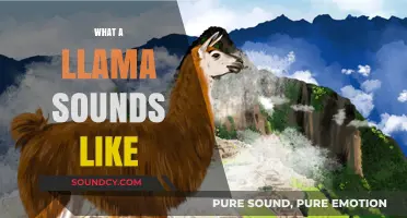 Unveiling the Unique Vocalizations: What Does a Llama Sound Like?