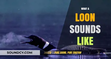 Eerie Echoes of the Wild: Unveiling the Haunting Loon's Call