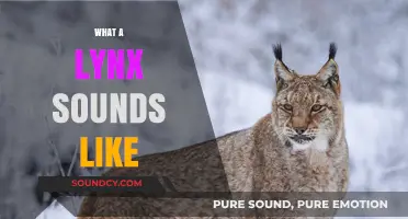 Unveiling the Mysterious Vocalizations of the Elusive Lynx Species