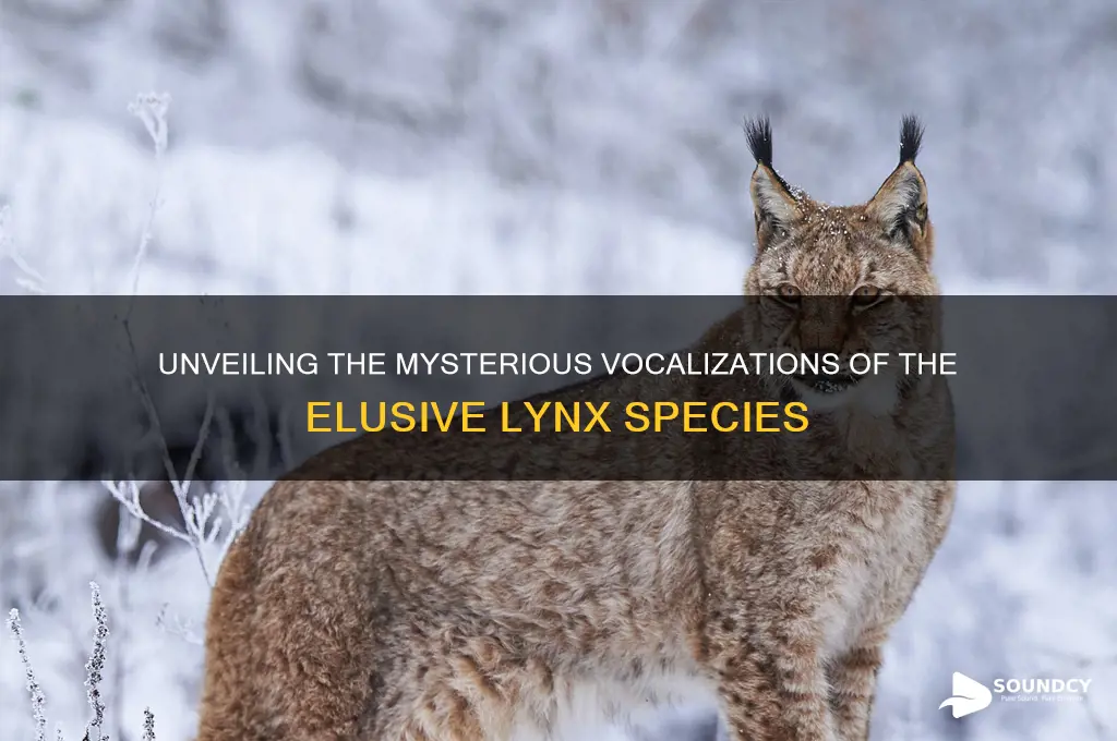 what a lynx sounds like