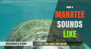 Discover the Gentle, Mystical Sounds of Manatees in Their Habitat