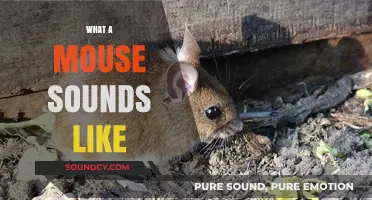 Unveiling the Tiny Squeaks: What a Mouse Sounds Like in the Wild